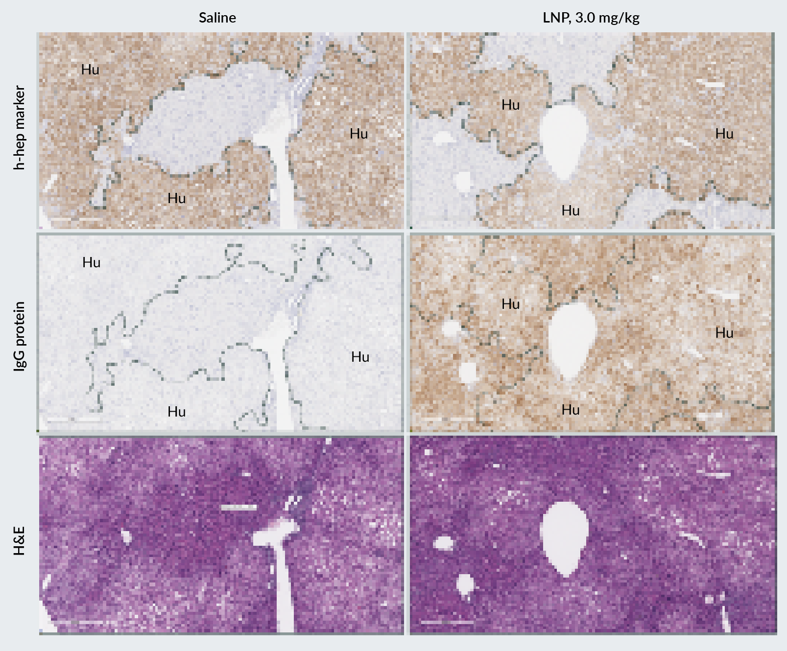 IHC and hematoxylin-eosin (H&E) staining of liver sections from PXB-mice dosed with LNP at 3.0 mg/kg.